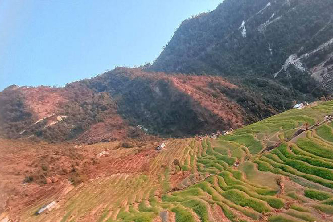 हिउँदे बर्षा नहुँदा गहुँबाली सुक्यो, किसानहरु चिन्तामा 